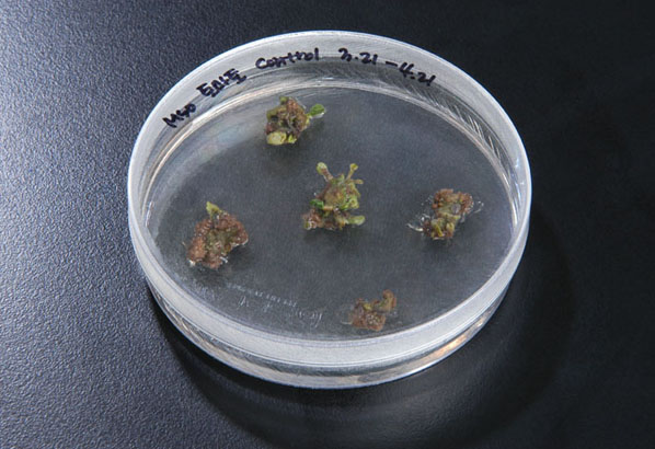 SPL Plant Culture Dish 植物培養皿, PS, 100x40mm, Sterile 310101 和更多型號 - 商品圖 2